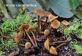Alnicola luteolofibrillosa-amf192